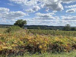 les vignes de Huillé, , les vignoble à proximité d'O Gite Bleu dans le Maine et Loire, en France.