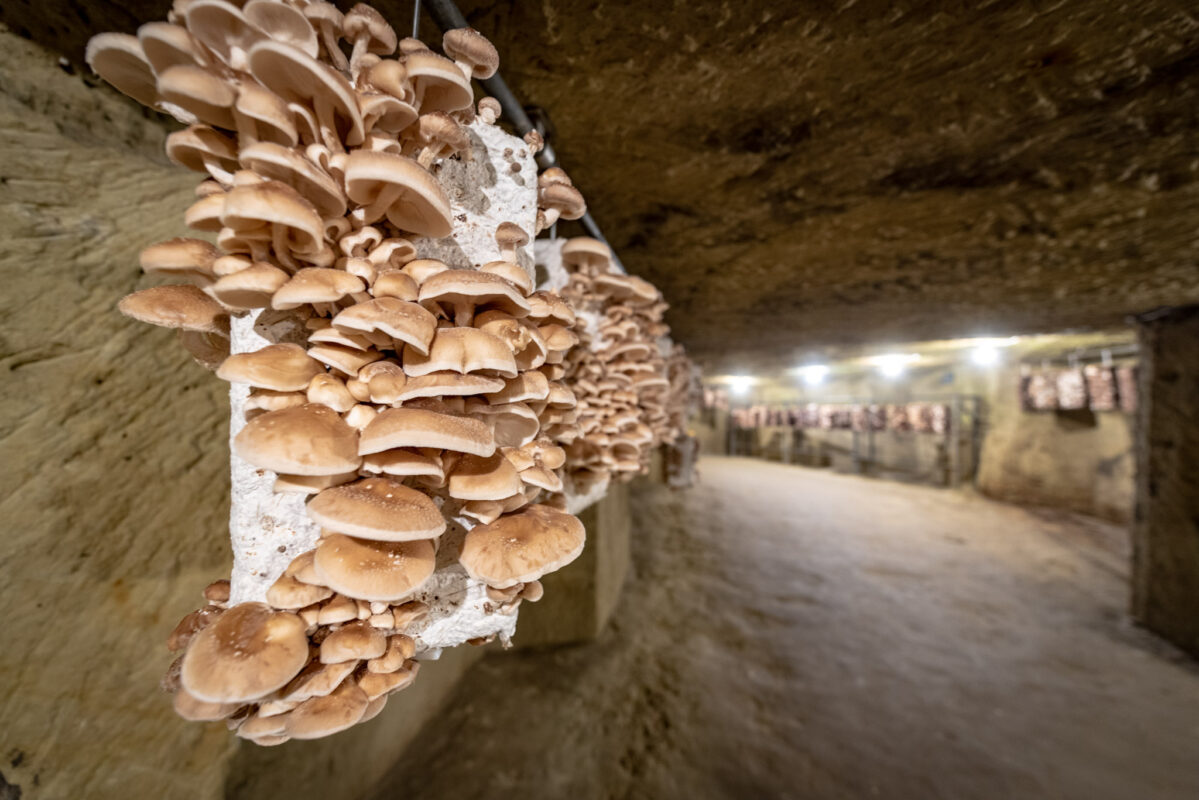 musée des champignons, à proximité d'Ô Gîte Bleu dans le maine et loire en Anjou