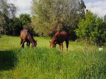 la tesnière a Daumeray, cheval et équitation à proximité du gite bleu dans le maine et loire en France
