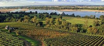 les vignes d'Anjou , les vignoble à proximité d'O Gite Bleu dans le Maine et Loire, en France.